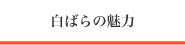 白ばらの魅力